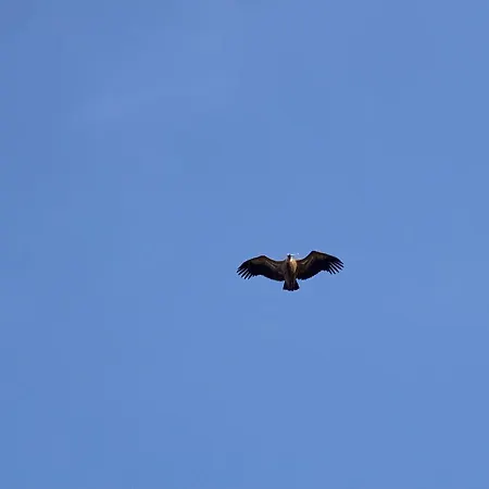 Carrascas Del Rio Duraton *